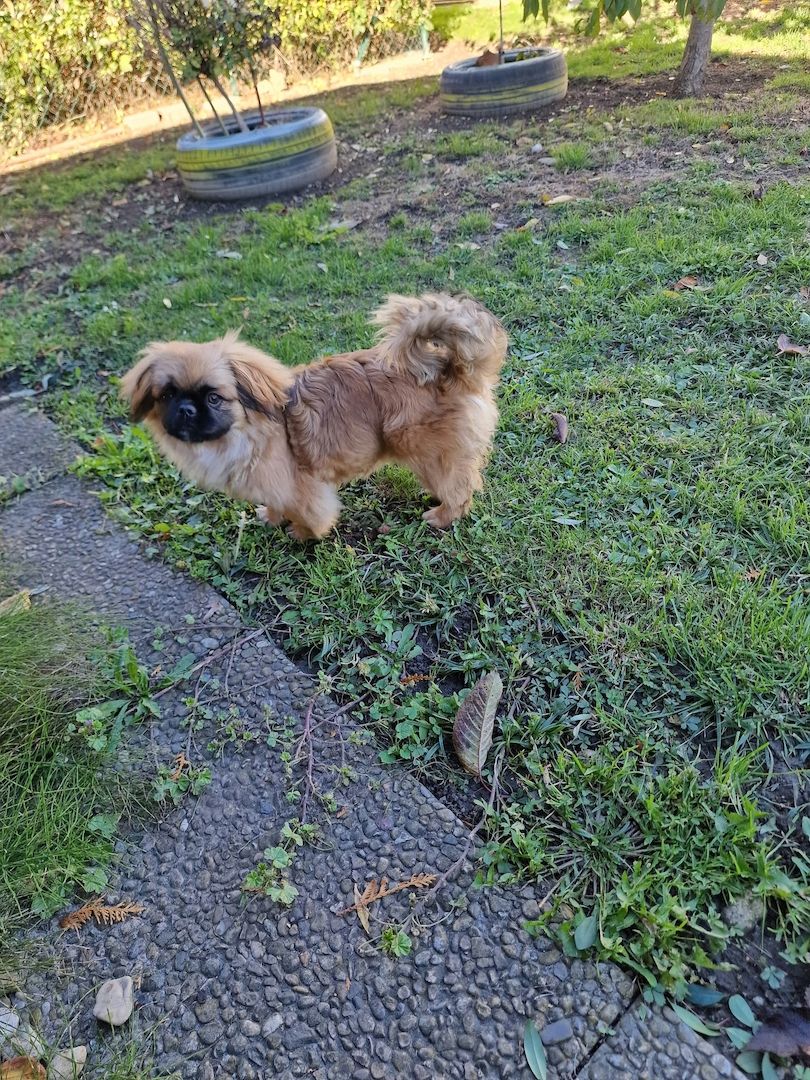 3 FETITE PEKINESE