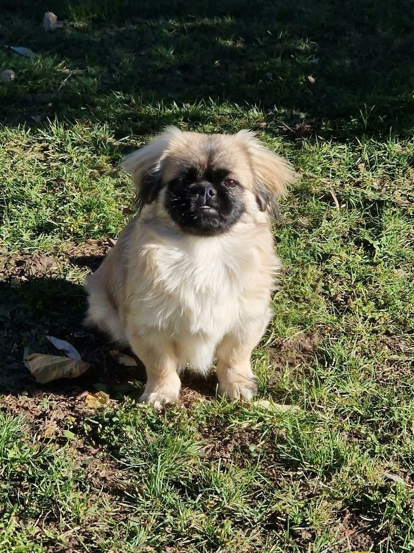 3 FETITE PEKINESE
