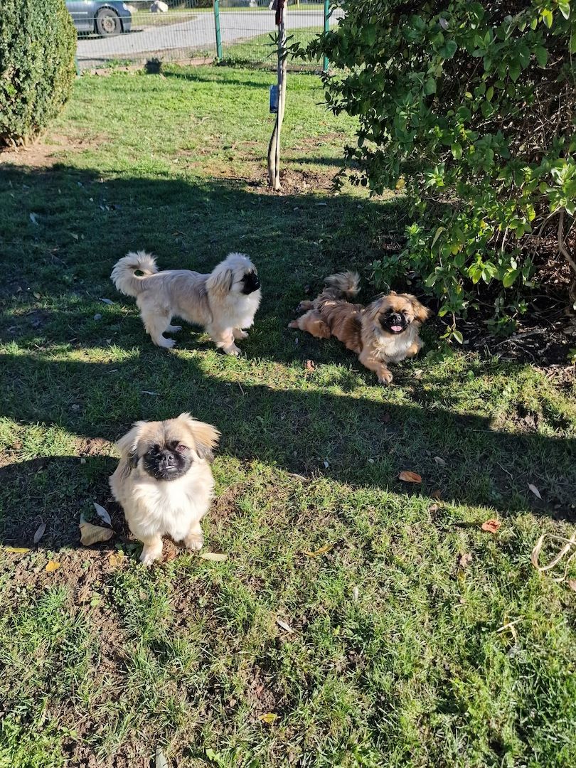 3 FETITE PEKINESE