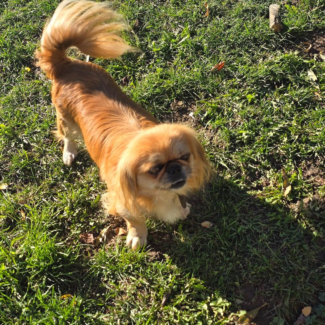 3 FETITE PEKINESE