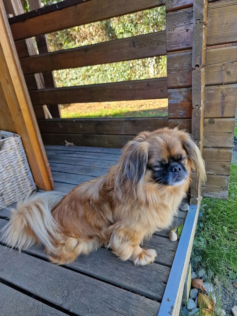 3 FETITE PEKINESE