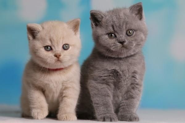 Traumhafte Britisch Kurzhaar (BKH) Katzenkinder mit Papieren