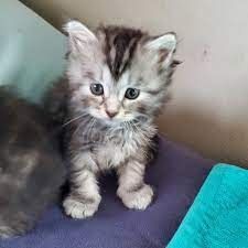Reinrassige Bengal Katzen