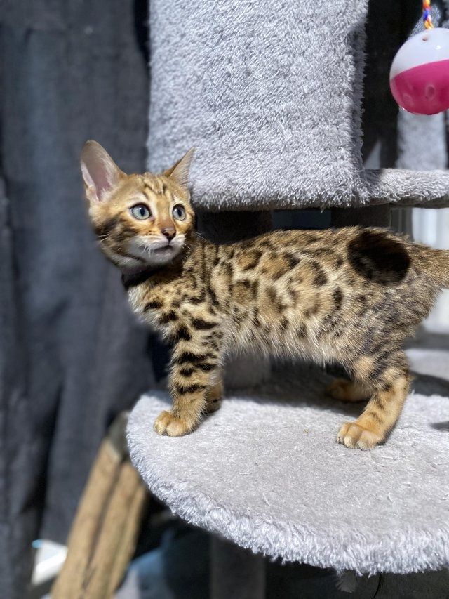Reinrassige Bengal Katzen