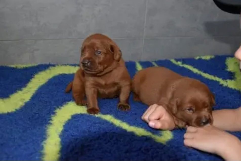 Exclusive Labrador Welpen mit Papieren