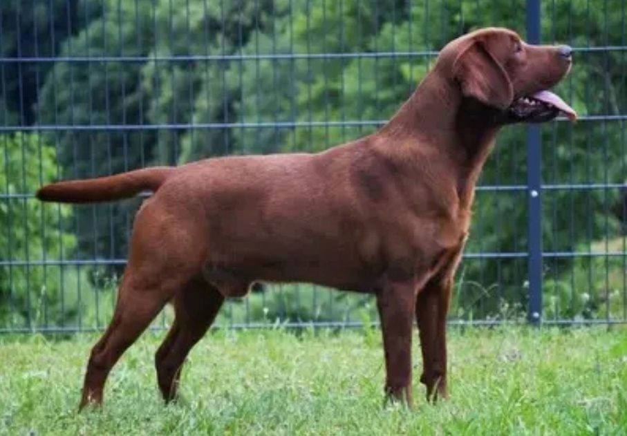Exclusive Labrador Welpen mit Papieren