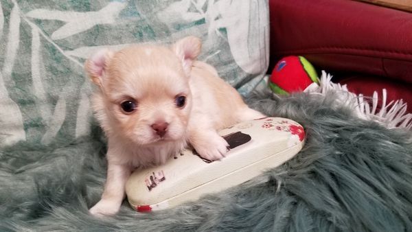 Exclusive Chihuahua Welpen Zu Verkaufen
