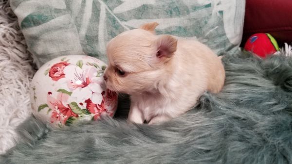 Exclusive Chihuahua Welpen Zu Verkaufen