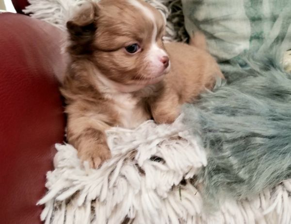 Exclusive Chihuahua Welpen Zu Verkaufen