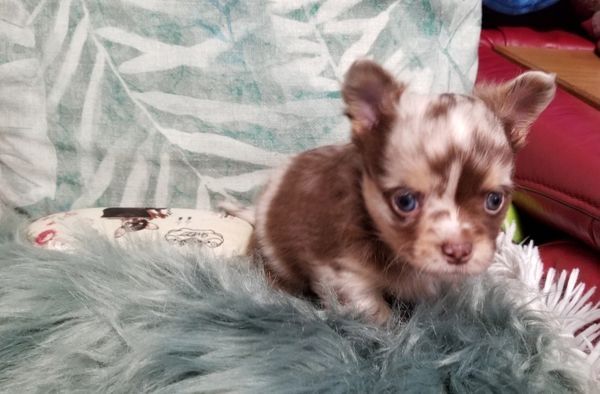 Exclusive Chihuahua Welpen Zu Verkaufen