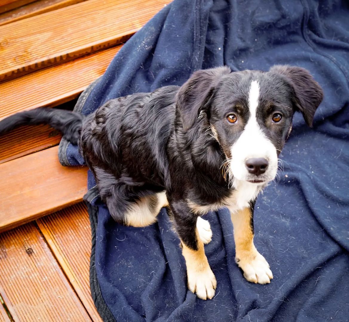 Welpe Scooby (Auch Pflegestelle gesucht)