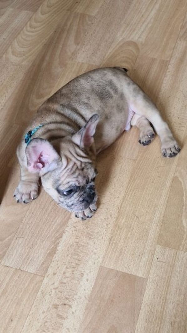 Exclusive Süsse Französisch Bulldogge mit Papieren
