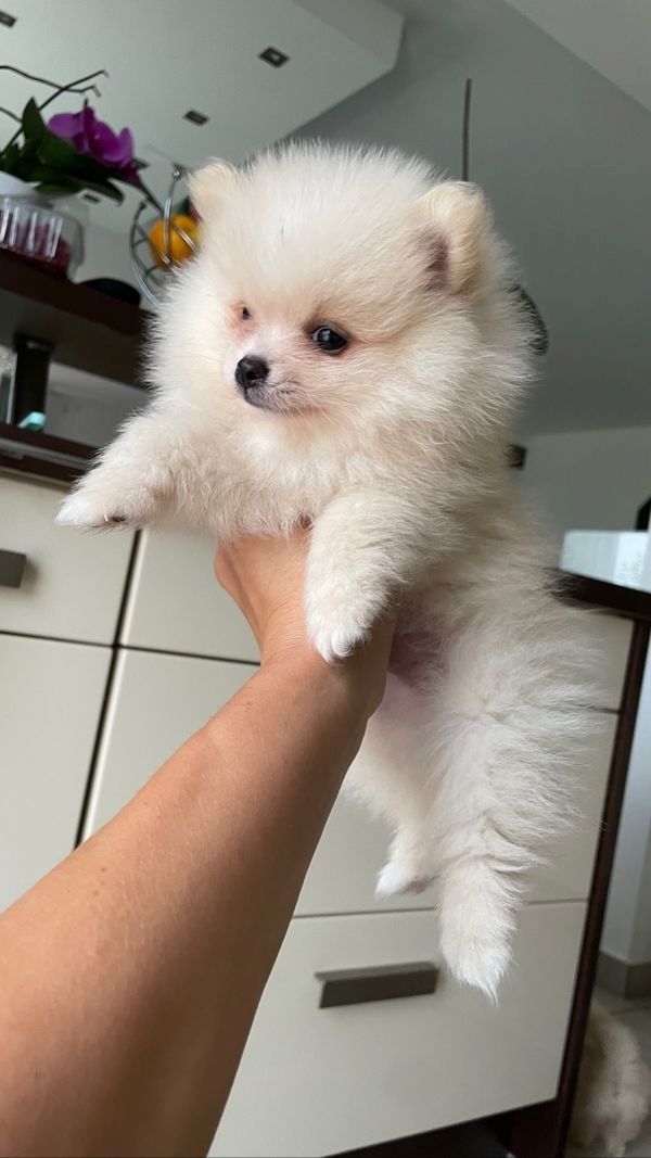 Traumhafte Zwergspitz/ Pomeranian mini Welpen
