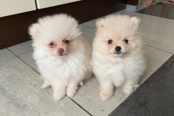 Weihnachten MINI POMERANIAN ZWERGSPITZ BOO WELPEN ZUM VERSCHENKEN.