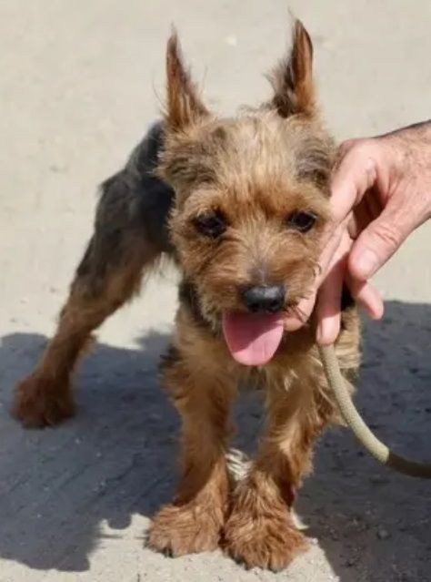 Biewer Yorkshire Terrier Hündin