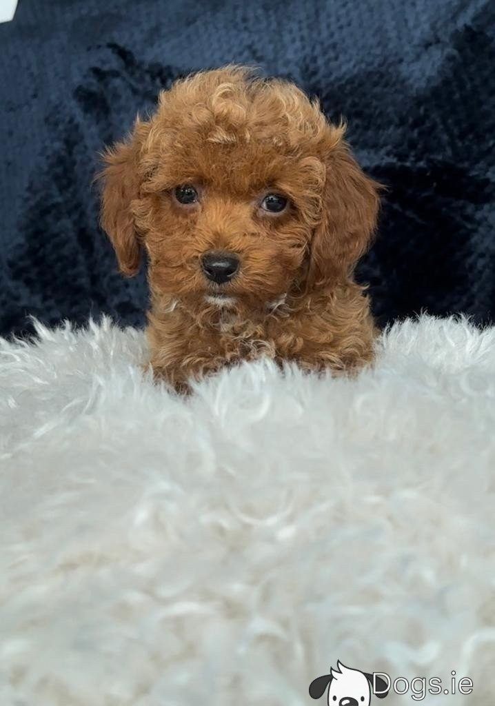 Maltipoo welpen