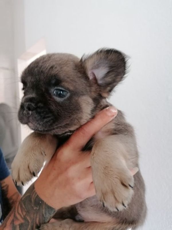 Französische Bulldoggen Welpen suchen dich !