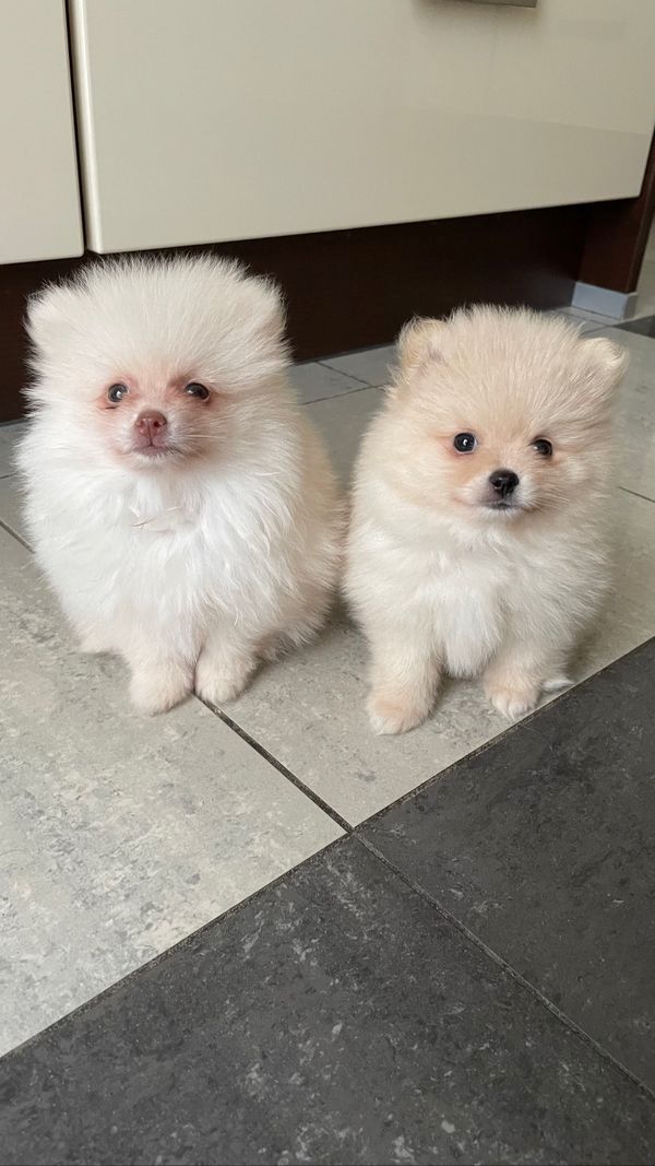 Wundervolle Pomeranian Welpen