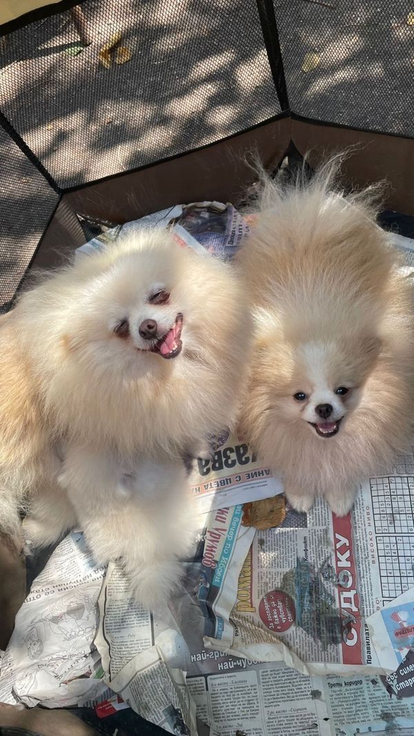Wundervolle Pomeranian Welpen