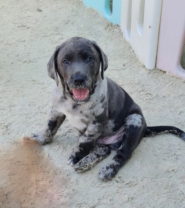 Labrador welpen