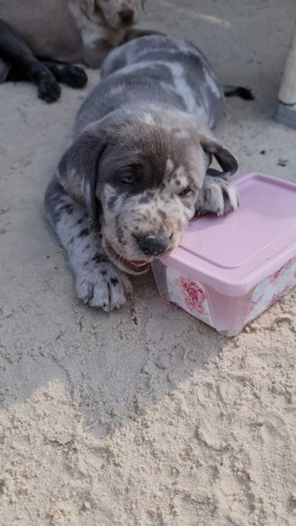 Labrador welpen