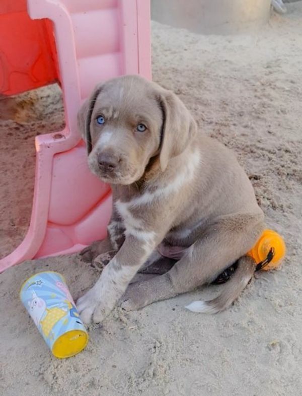 Labrador welpen