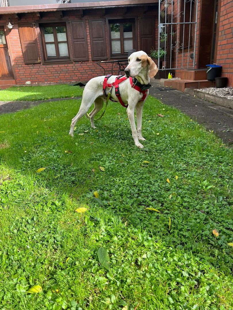 Monty (Schon auf Pflegestelle in Deutschland)
