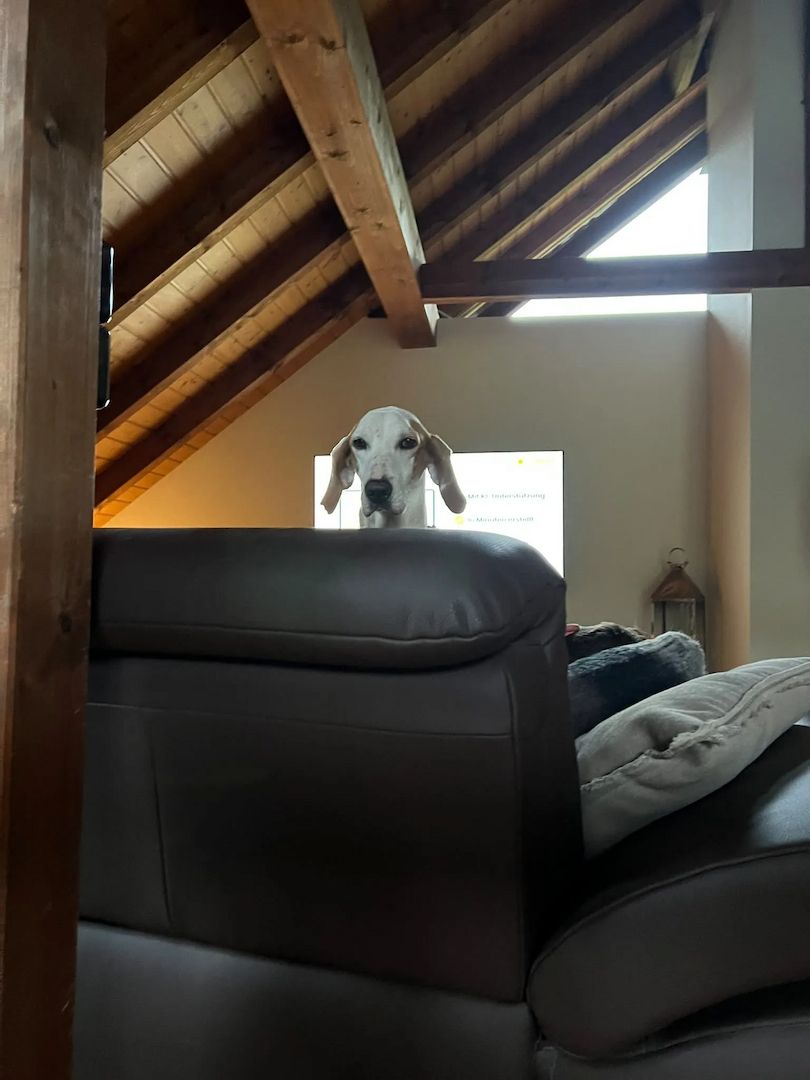 Monty (Schon auf Pflegestelle in Deutschland)