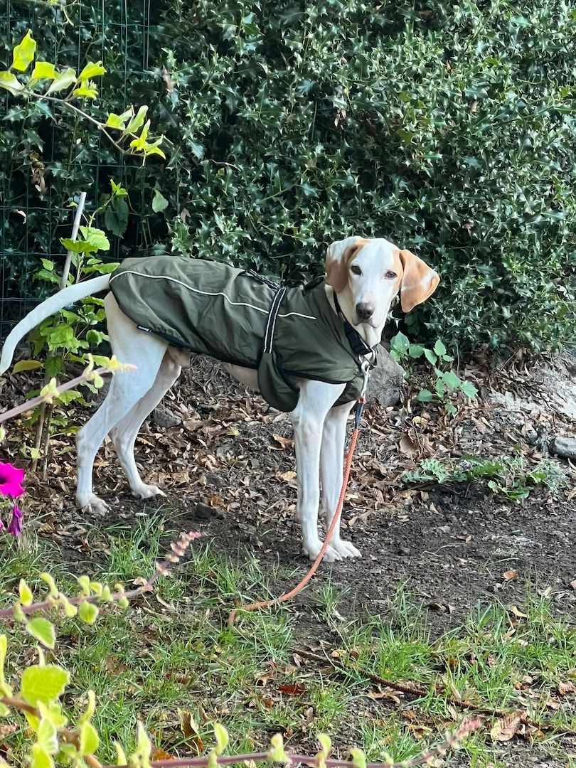 Monty (Schon auf Pflegestelle in Deutschland)