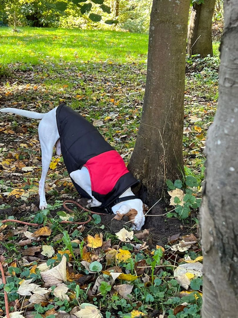 Monty (Schon auf Pflegestelle in Deutschland)