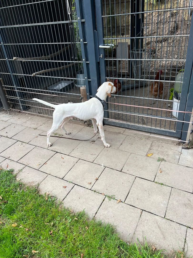 Monty (Schon auf Pflegestelle in Deutschland)