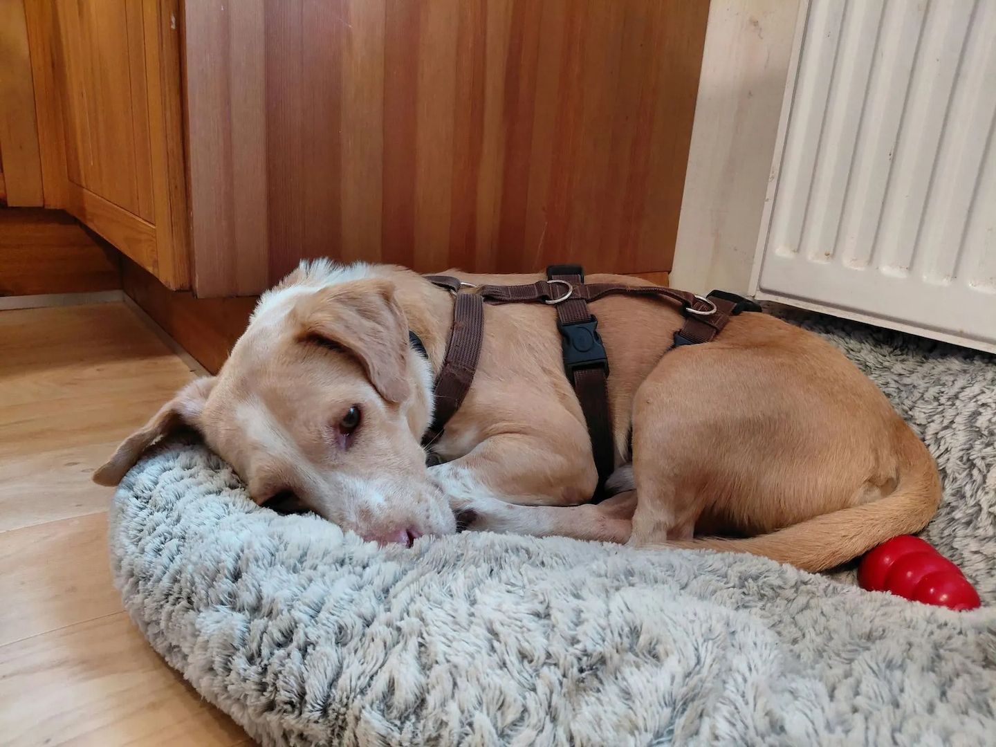 Enrique (Schon auf Pflegestelle in Deutschland)