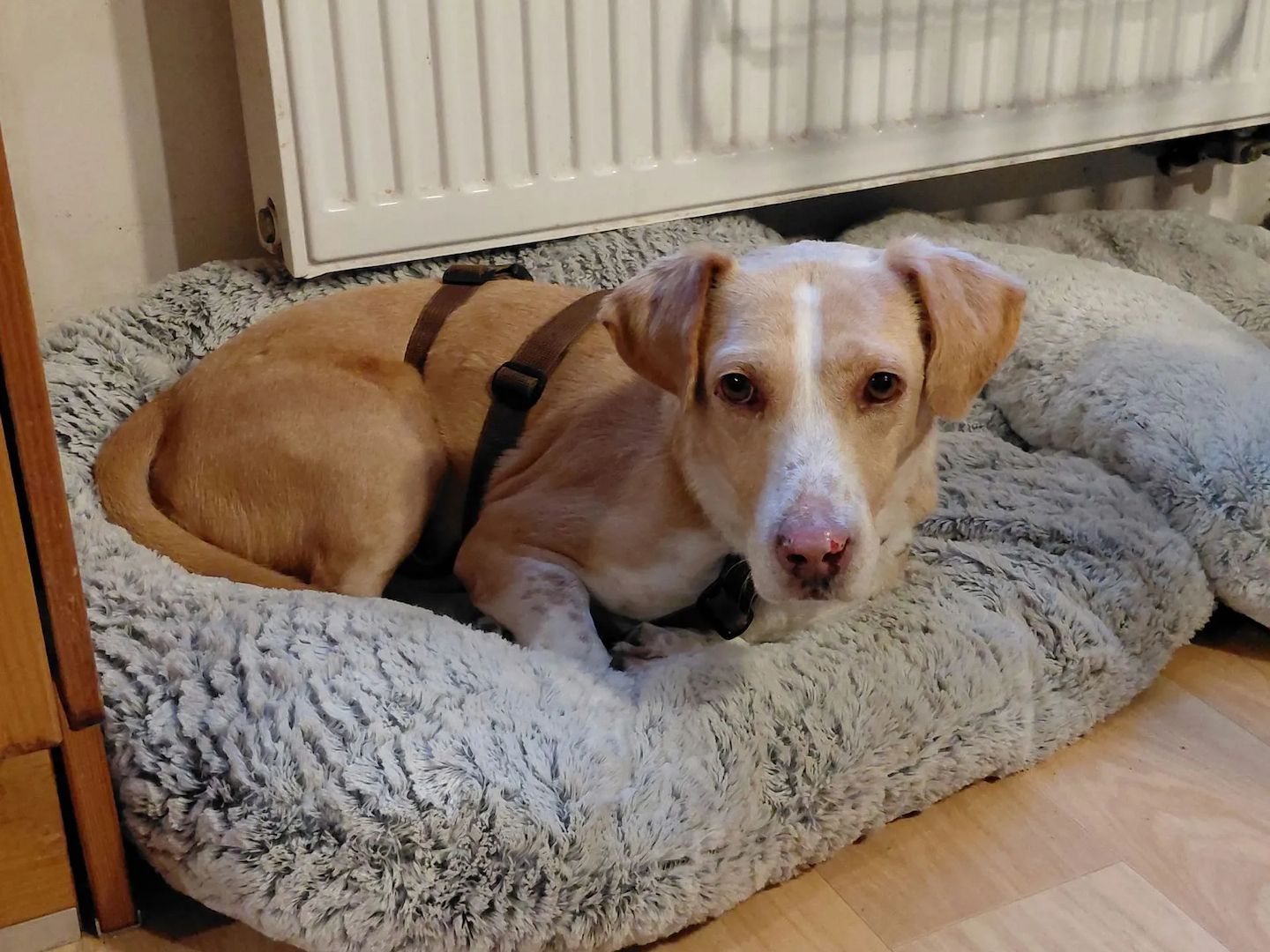 Enrique (Schon auf Pflegestelle in Deutschland)