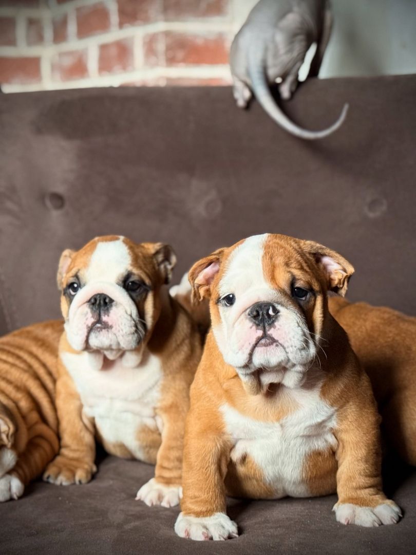 Liebevolle Englische Bulldoggen-Welpen suchen ein neues Zuhause