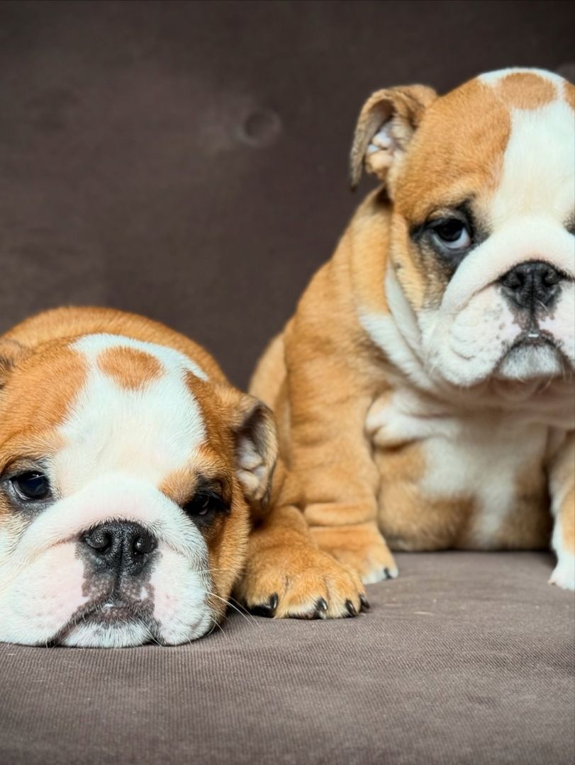 Wunderschöne Englische Bulldoggen-Babys suchen ihre Familien ❤️