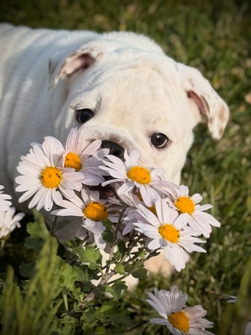 **Süße Englische Bulldoggen-Welpen freuen sich auf ihre neuen Familien 🐶💕**