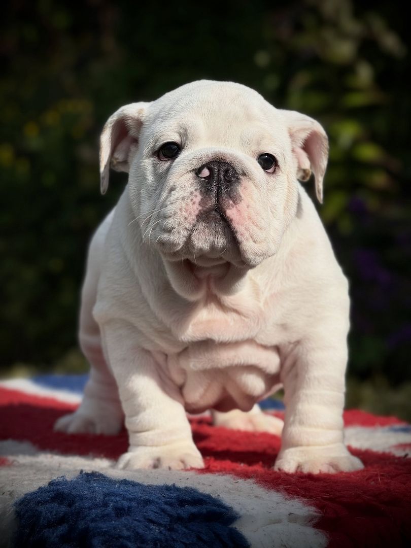 Niedliche Bulldoggen-Kinder suchen liebevolle Menschen