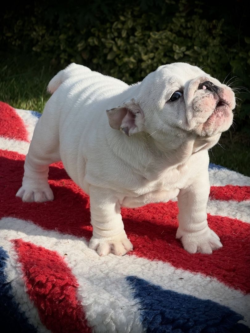 Kleine Englische Bulldoggen mit großem Herzen ❤️