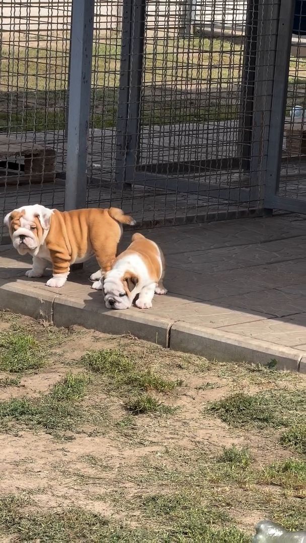 Unsere bezaubernden Bulldoggen freuen sich auf Besuch 🐾