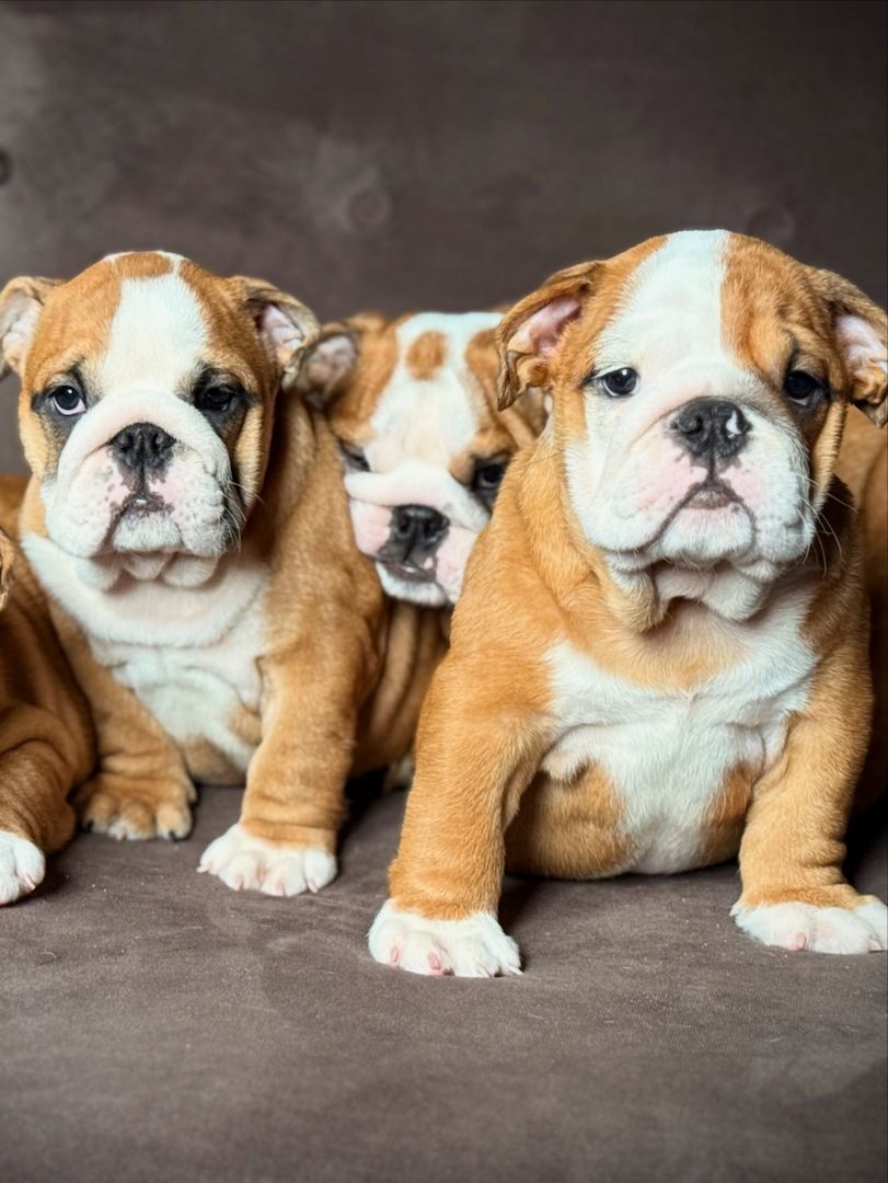 Süße Englische Bulldoggen suchen ihr Für-immer-Zuhause