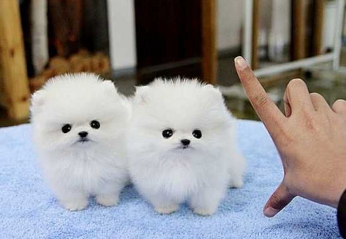 Pomeranian-Welpen ,,