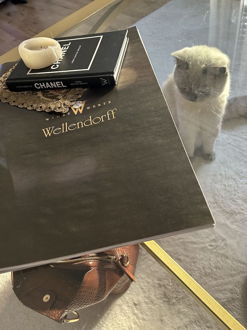 Wunderschöner Kater abzugeben