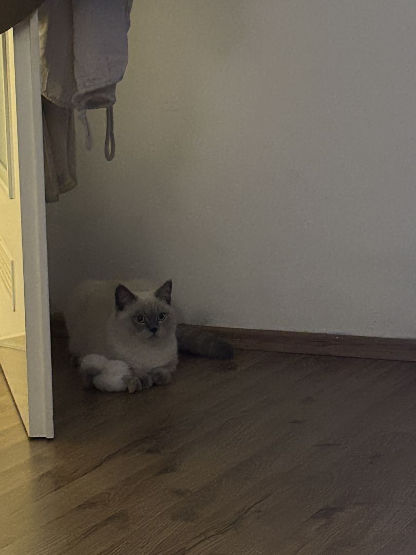 Wunderschöner Kater abzugeben