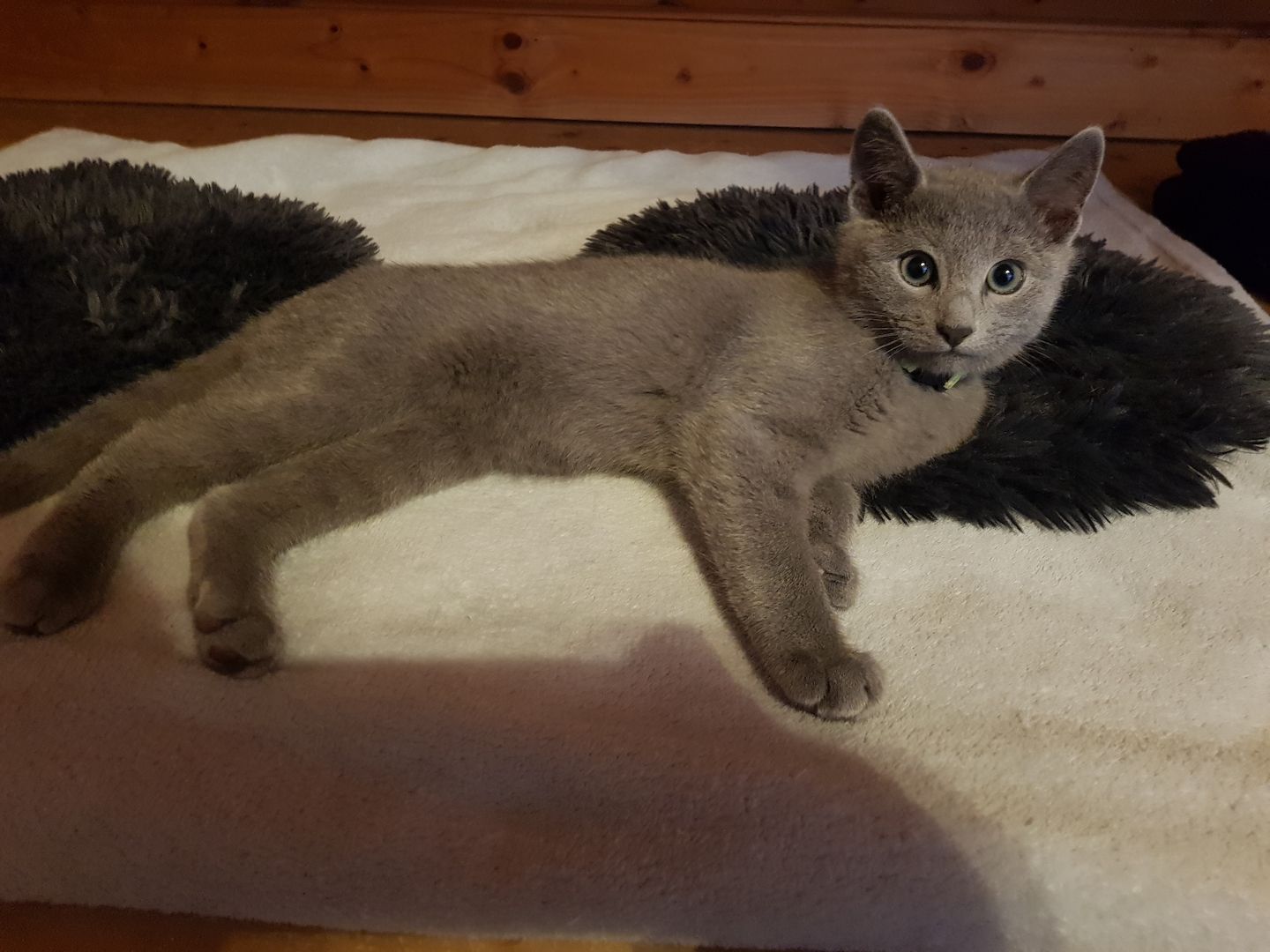 Reinrassige Russisch Blau Kitten abgabebereit