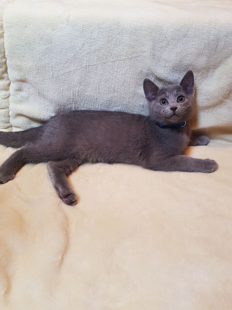 Reinrassige Russisch Blau Kitten abgabebereit
