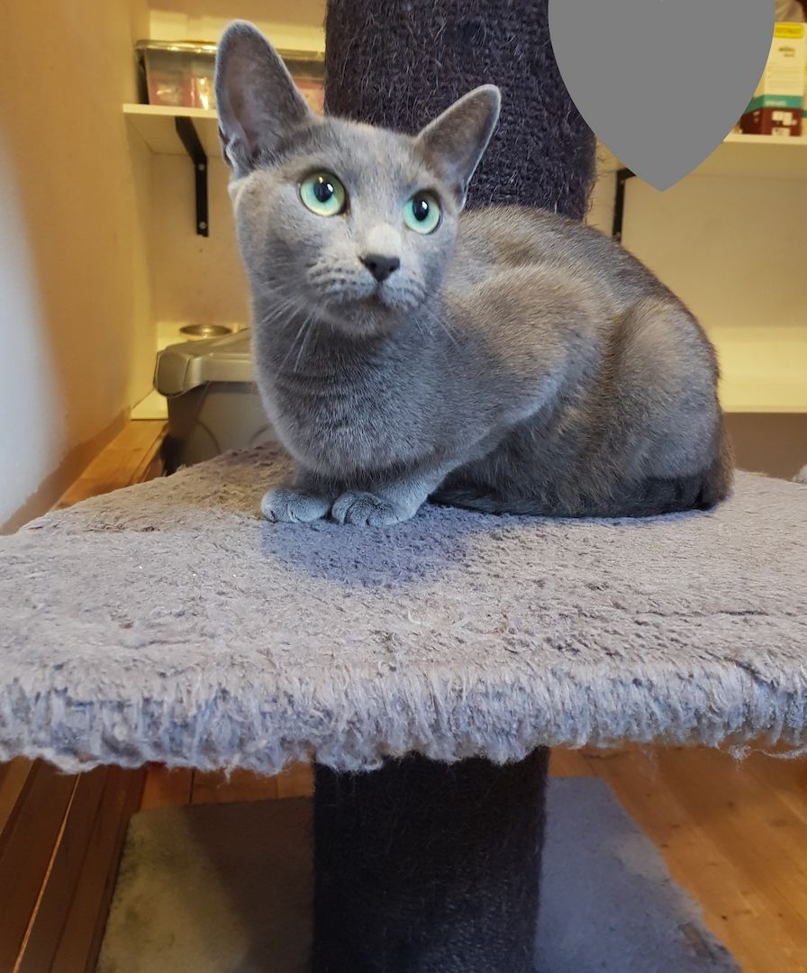 Reinrassige Russisch Blau Kitten abgabebereit