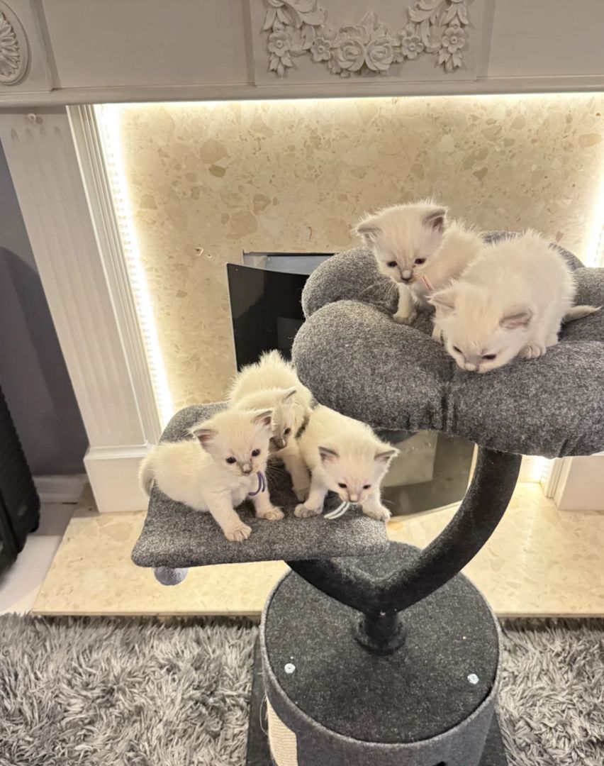 Ragdoll-Kätzchen suchen ein neues Zuhause.