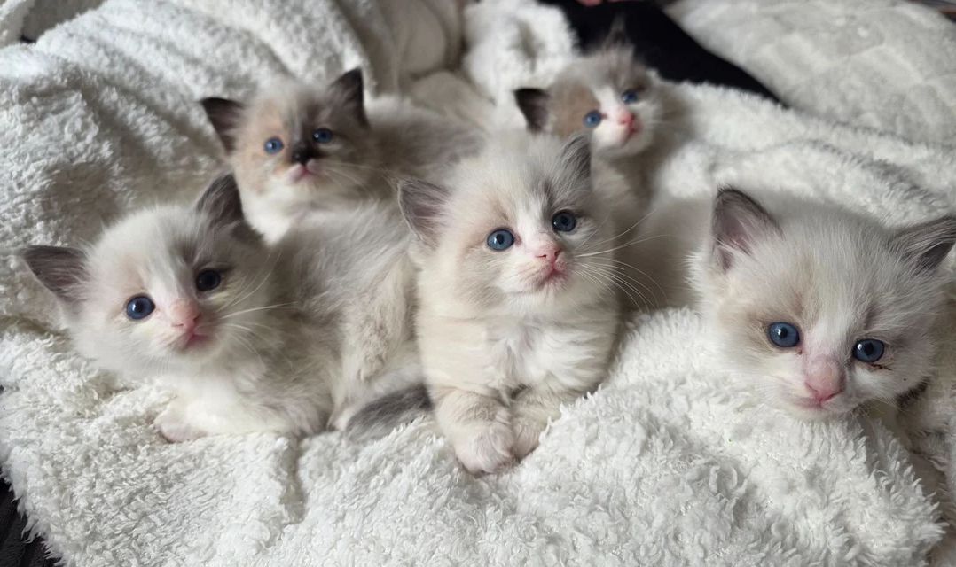 Ragdoll-Kätzchen suchen ein neues Zuhause.
