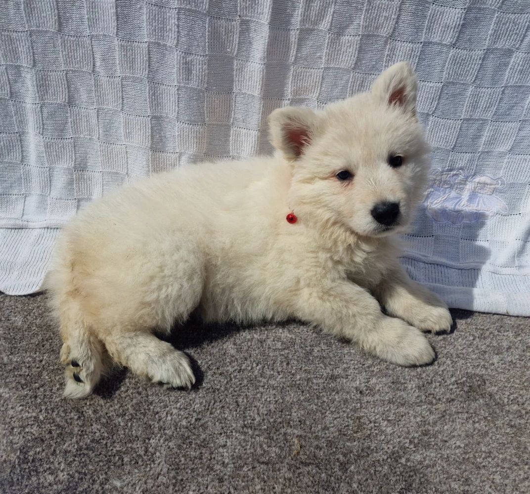 Weiße Deutsche Schäferhund-Welpen suchen ein neues Zuhause.