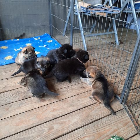 Schäferhundwelpen